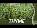 How to grow THYME in 1 minute! (History, Growing, Nutrition, Companion Planting!)