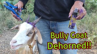 Bully Goat Got Dehorned!!
