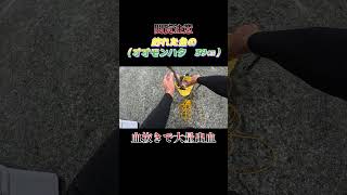 【閲覧注意】魚（オオモンハタ　39センチ）の処理中で大量出血！#shorts #釣り #ショアジギング