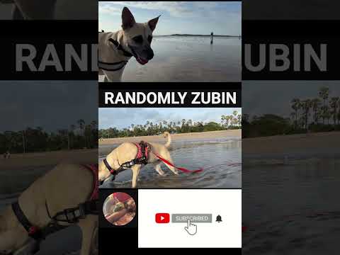 She dropped IPHONE, looked at me, and walked away like ‘my bad’ 😅🐶