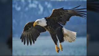 Rock pra Jesus-Rob Rock-Eagle traduzido-Eu mesma fiz o video!