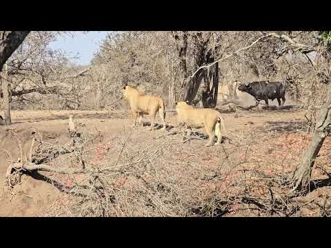 Buffalo Bulls Disrupt Lion Pride  Dramatic Lion vs  Buffalo Encounter in Kruger Park. #safari