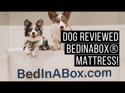 BedInABox® mattress review | dog tested!
