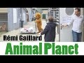 Rémi Gaillard ja eläinlääkäri
