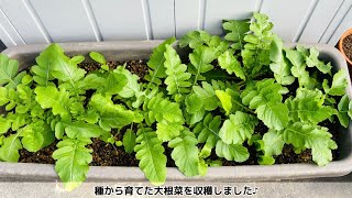 ママの育てた大根菜を、れいちゃんがたくさん食べてくれました♪【5歳2ヶ月】