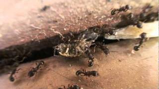 January Ants in New England