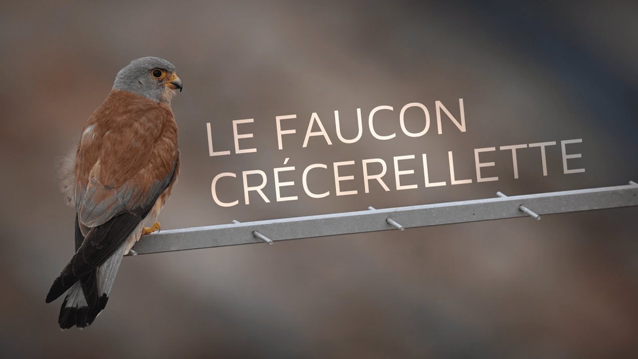 Le Faucon Crécerellette