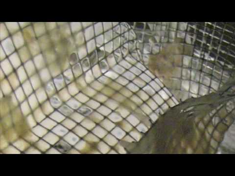 TikTok VS Nightshift