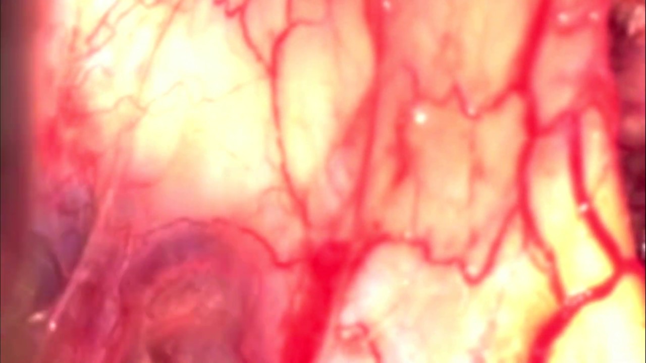 Leonardo Conrado Silva Lima-19