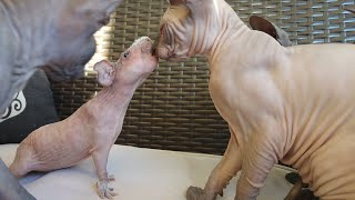 Baby Guinea Pig LUIS Wants to Be Friends with SPHYNX Kittens ❣️ Funny Meeting