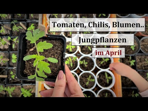 Jungpflanzen im April - Was ich dieses Jahr vorziehe I Tomaten, Chilis & viele Blumen! +Tipps