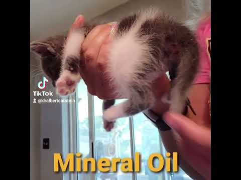 Kitten Constipation Home Remedy