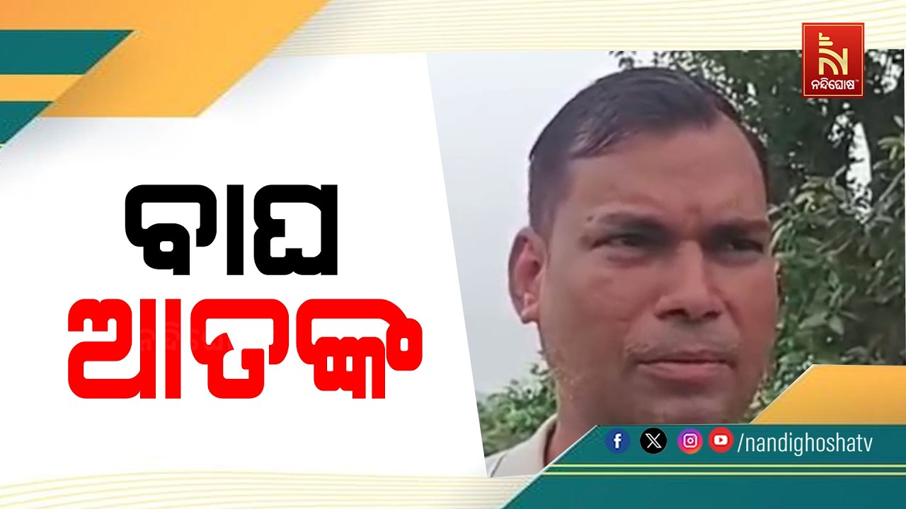 ବୌଦ୍ଧ ଜିଲ୍ଲା କଣ୍ଟାମାଳ ବନଖଣ୍ଡ ସମାକୁପା ଗ୍ରାମରେ ବାଘ ଆତ?