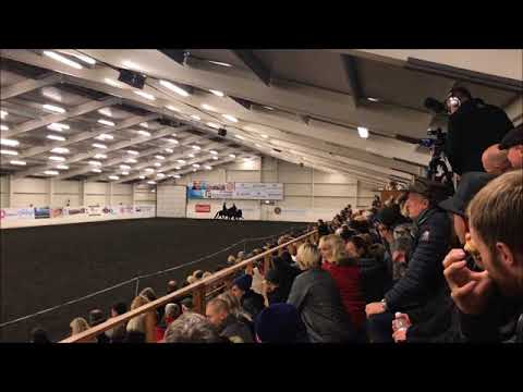 Nátthrafn og Kolbrún Laufskálarétt 2017