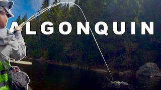 Canoe Camping Algonquin: Was the 4-Hour Paddle Worth It?