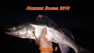 Рыбалка на нижней волге 2019 отчеты