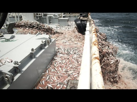 Amazing big nets catch herring on the modern boat - Processing Hundreds Tons of Fish in factory
