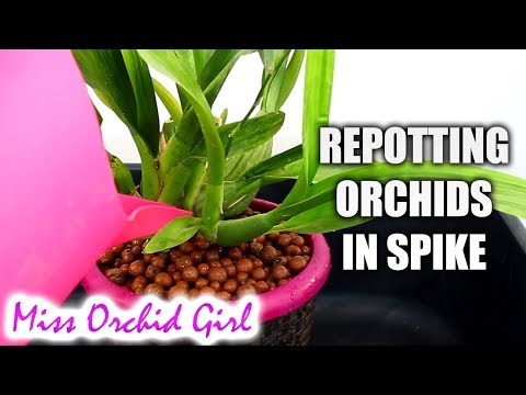 More about repotting Orchids in bloom or spike - Oncidium Sharry Baby repot