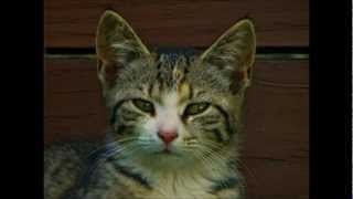 Baby Face - Bobby Darin (1962)