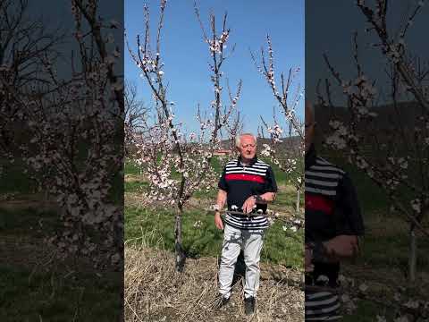 Oblik redukovane vaze kajsije