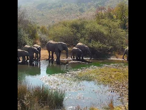 A herd of elephants drinking at our watering hole