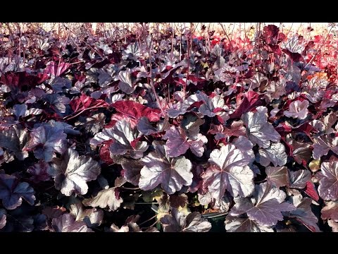 download lagu mp3 mp4 Heuchera Obsidian Care, download lagu Heuchera Obsidian Care gratis, unduh video klip Heuchera Obsidian Care