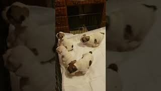 Video preview image #2 French Bulldog Puppy For Sale in CAPE CORAL, FL, USA