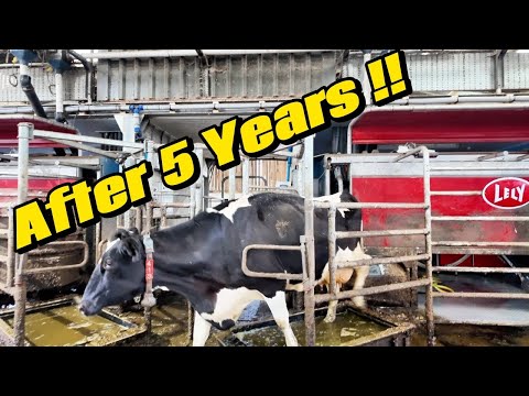 5 Years ON! with the Lely Robot: What We’ve Learned About Modern Dairy Farming