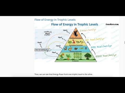 OpenStax Concepts of Biology 20.1 Energy Flow Through Ecosystems Video Overview