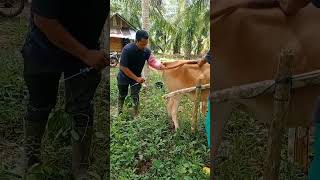 Download lagu proses IB pada sapi lokal  hasil nya ?? mp3