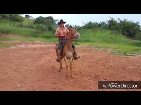 MULA HILUX (16) 981649952 WHATSAPP