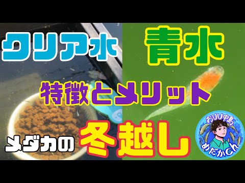 プールでの越冬：プールを大切にするために知っておくべきことすべて！  庭園