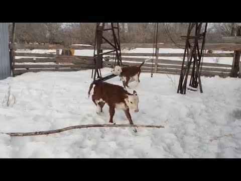 Четыре телёнка у двух коров. Один с детьми/ Семья Фетистовых