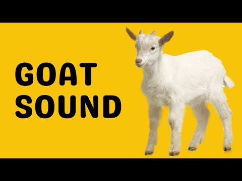 Goat Sound | Bleat