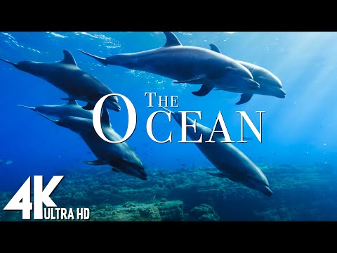 🌊 3 HOURS of 4K Underwater Wonders | Coral Reefs, Colorful Sea Life & Relaxing Ocean Music in UHD