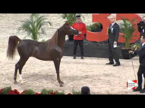 N.97 D MERAS - Paris 2015 - Colts 2-3 years old (Class CM5 A)