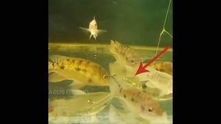 Download lagu Seperti Ini Cara Ikan Nila Makan Umpan Cotton Bud #shorts #fishing #mancing mp3 Download lagu Seperti Ini Cara Ikan Nila Makan Umpan Cotton Bud #shorts #fishing #mancing mp3