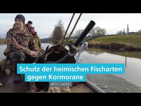Wenn Kormorane zur Gefahr werden – Herausforderung für Natur und Teichwirtschaft