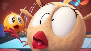 Rhythm Together | Where's Chicky? | Cartoon Collection in English for Kids | New episodes