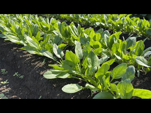 春に種や苗からほうれん草を播種するにはどうすればよいですか？何の品種ですか？  庭園