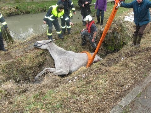 (Doku) Die Tier-Retter - Notaufnahme im Stuttgarter Tierheim (HD)