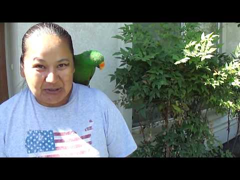 download lagu mp3 mp4 Daphne Leucanthe, download lagu Daphne Leucanthe gratis, unduh video klip Daphne Leucanthe