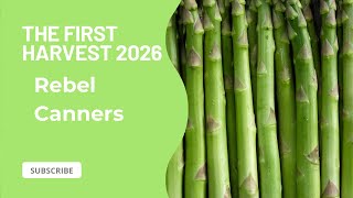 Gathering asparagus