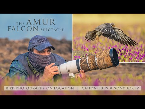bird photography amur falcon spectacle by kenneth lawrence