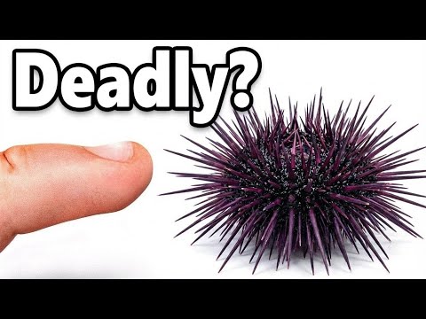 The Insane Biology of Sea Urchins