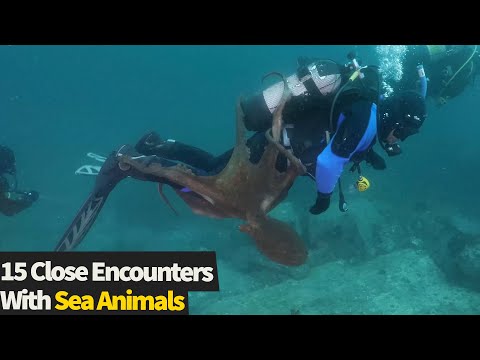 Top 15 Animal Encounters At Sea! What a moment to experience some of these!