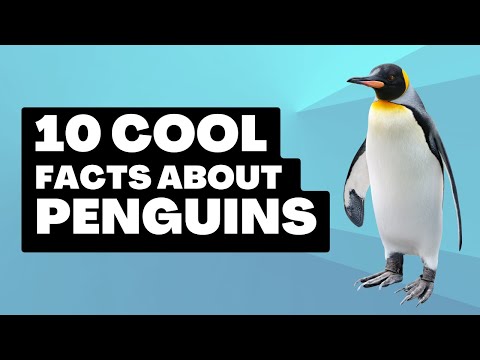 Learn 10 Cool Facts about Penguins | Little Lab | Kids Educational Video