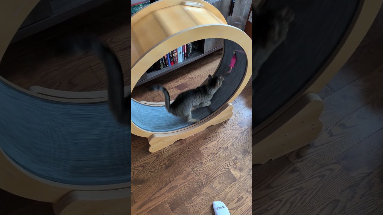 Simba, an adoptable mixed breed in Mississauga, ON video 5/6