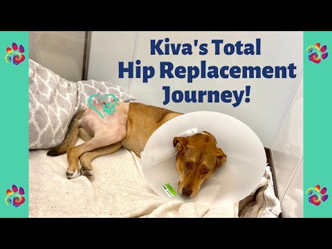 YouTube video about: How much does hip dysplasia surgery cost for dogs?