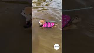 Plovací vesta pro psa zelená